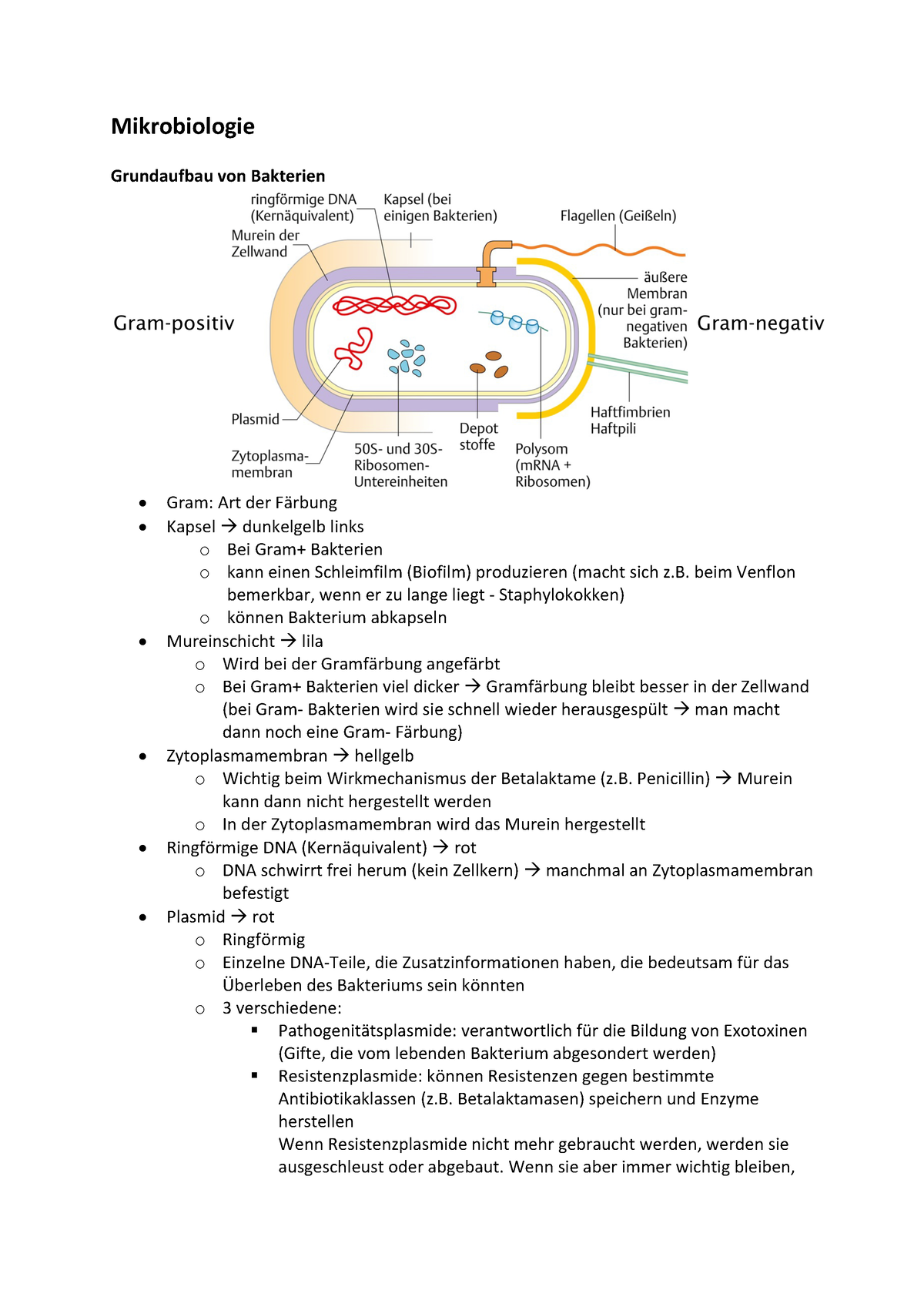 Mikrobiologie H Tutorium Zusammenfassung Mikrobiologie Grundaufbau Von Bakterien Gram Art