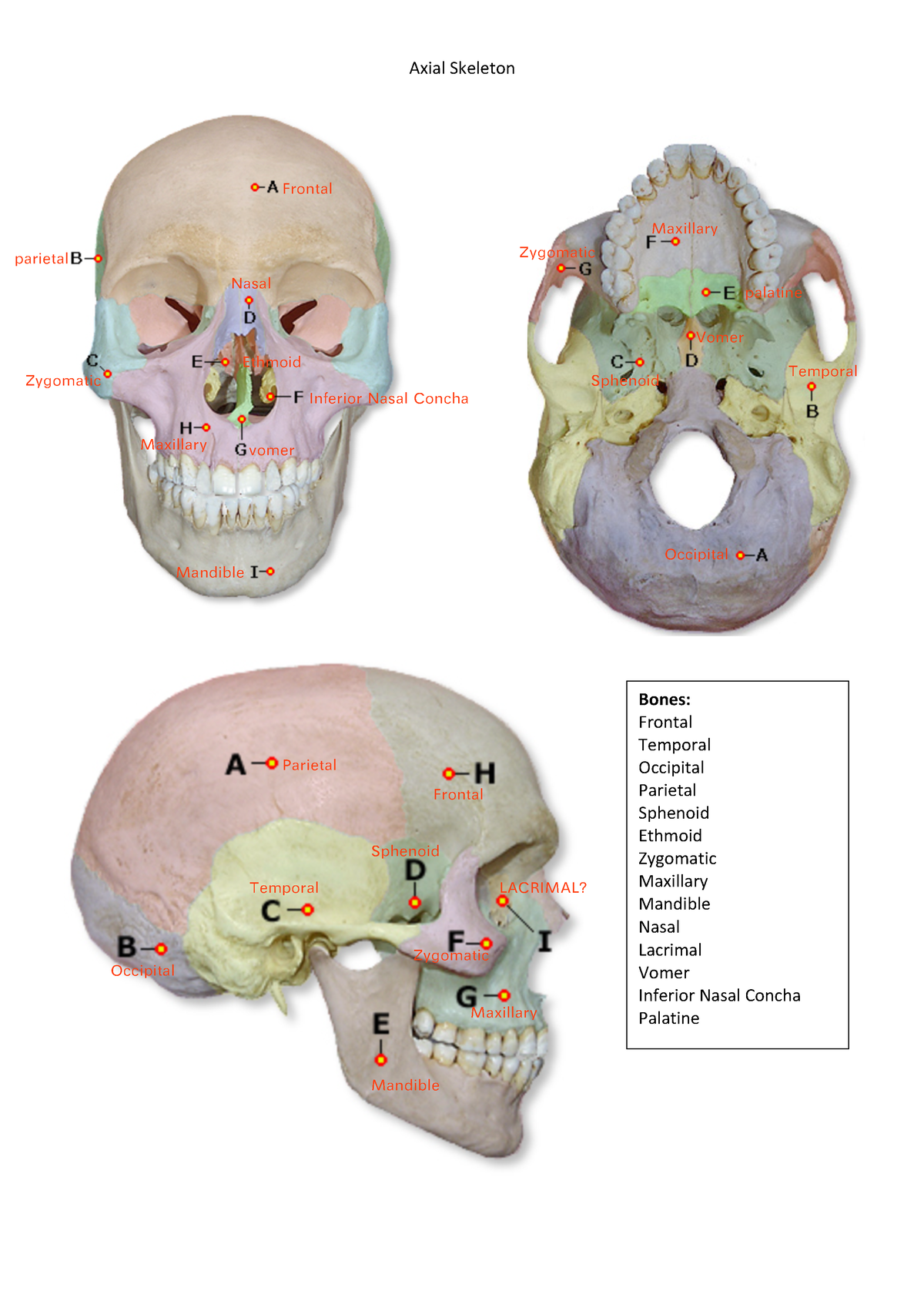 Axial Skeleton Pelvic Girdle - 7202 - Axial Skeleton Bones: Frontal 