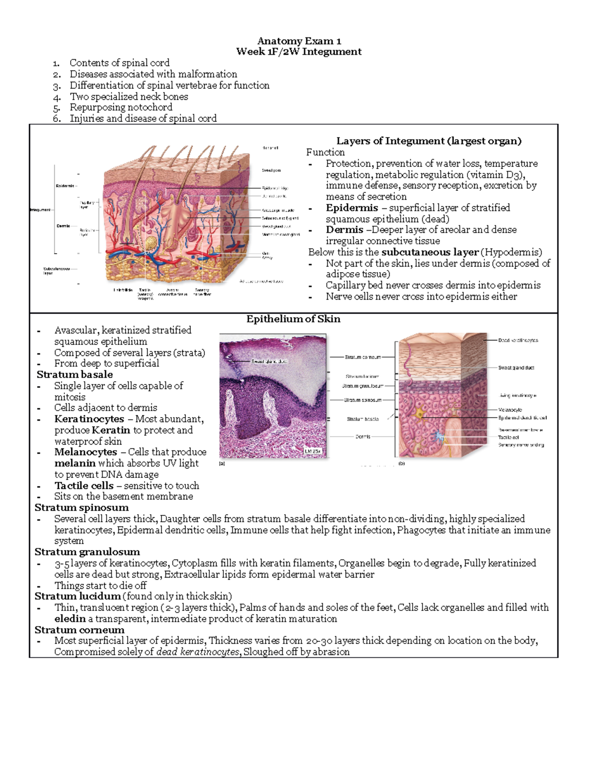 Anatomy 1F:2W - Nelson - Anatomy Exam 1 Week 1F/2W Integument Contents ...