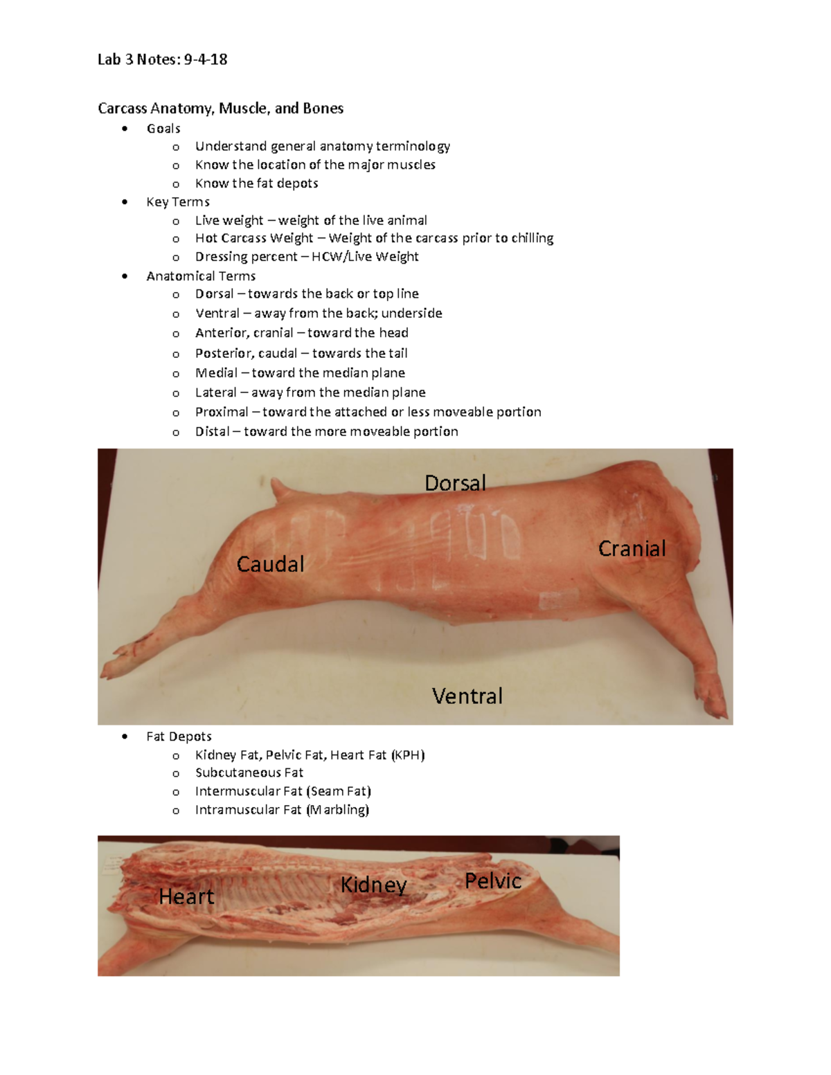 Lab 3 Handout AS 241 - Lab 3 Notes: Carcass Anatomy, Muscle, and Bones ...