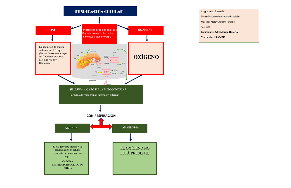 Mapa Conceptual sobre la respiración celular - Proceso de las células en el  que Degrada las - Studocu
