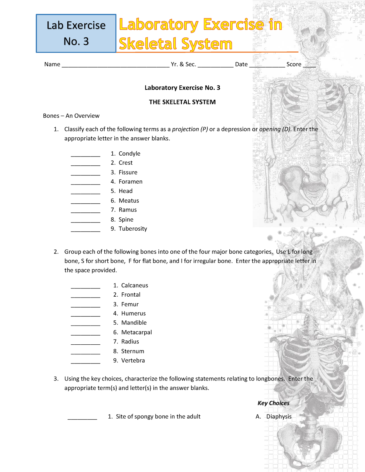 skeletal-system-lab-exercise-laboratory-exercise-no-3-the-skeletal-system-bones-an-overview