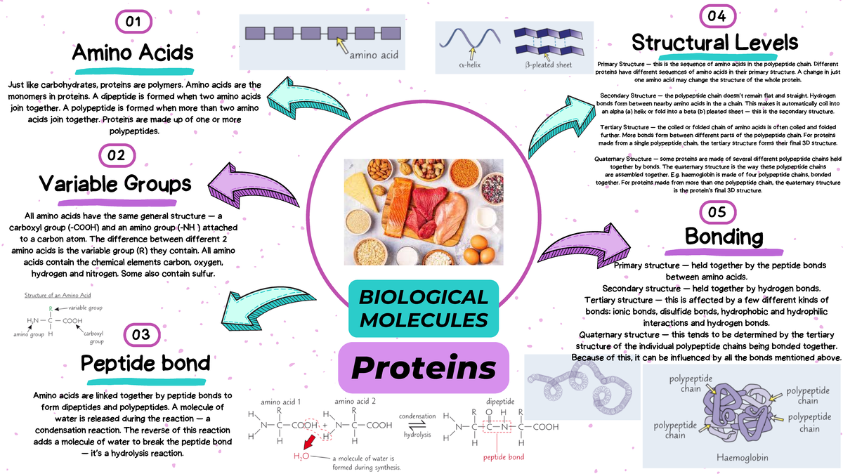 Biological molecules - Protein - Structural Levels Bonding 01 02 03 04 ...