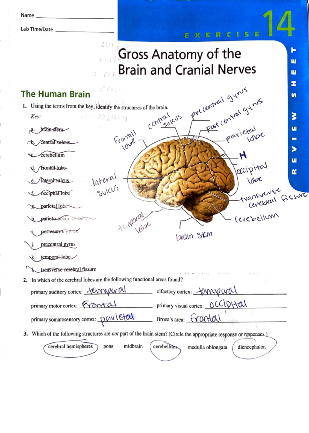 Brain Key Anatomy 