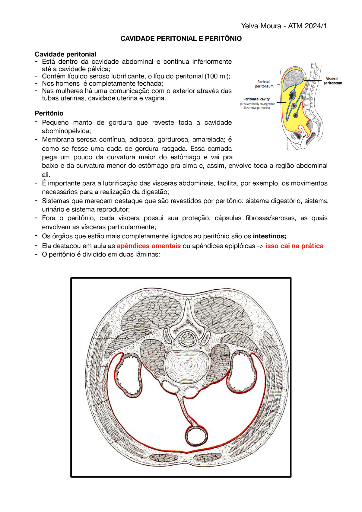 Peritônio e cavidade peritoneal: Anatomia e Função