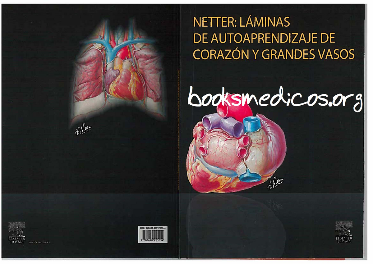 Netter Laminas De Autoaprendizaje De Corazon Y Grandes Vasos Anatomia
