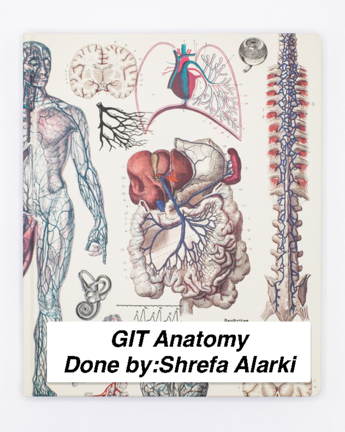 GIT Anatomy, Radiology, Histology - family medicine - Studocu