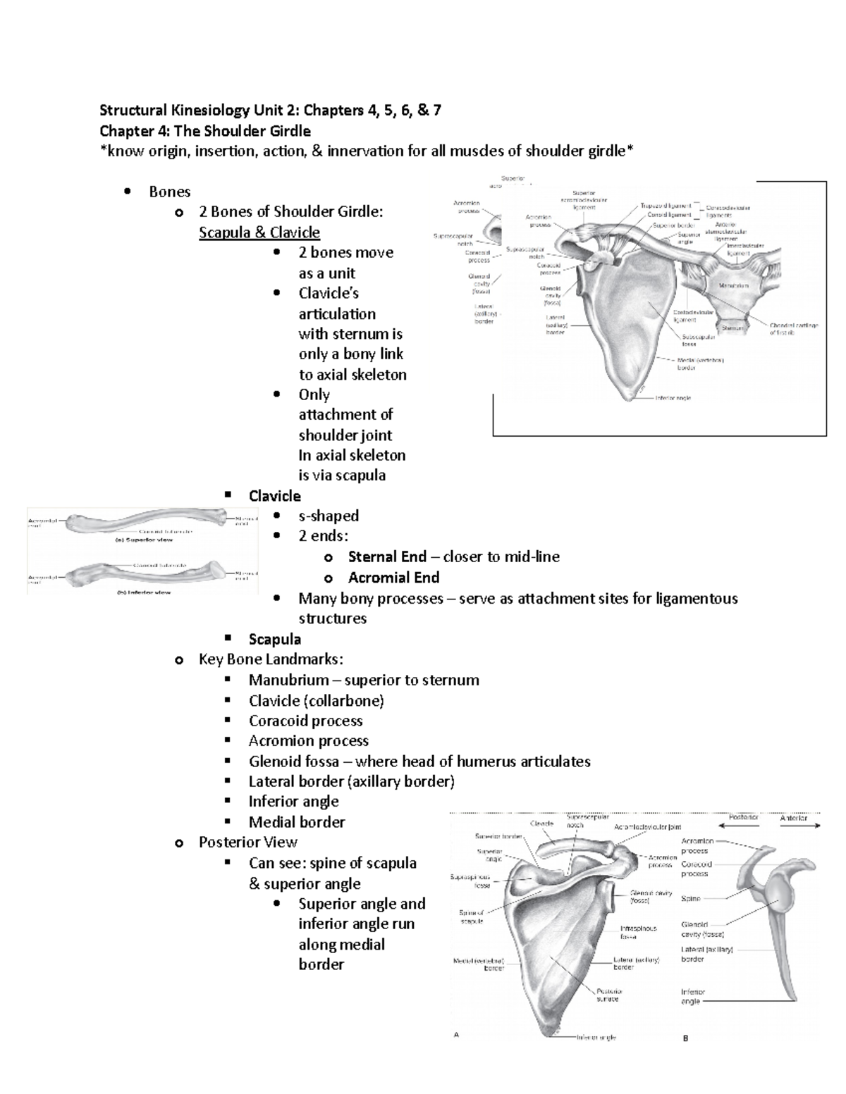 Structural Kins. Unit 2 Notes - Shoulder Girdle - Structural ...