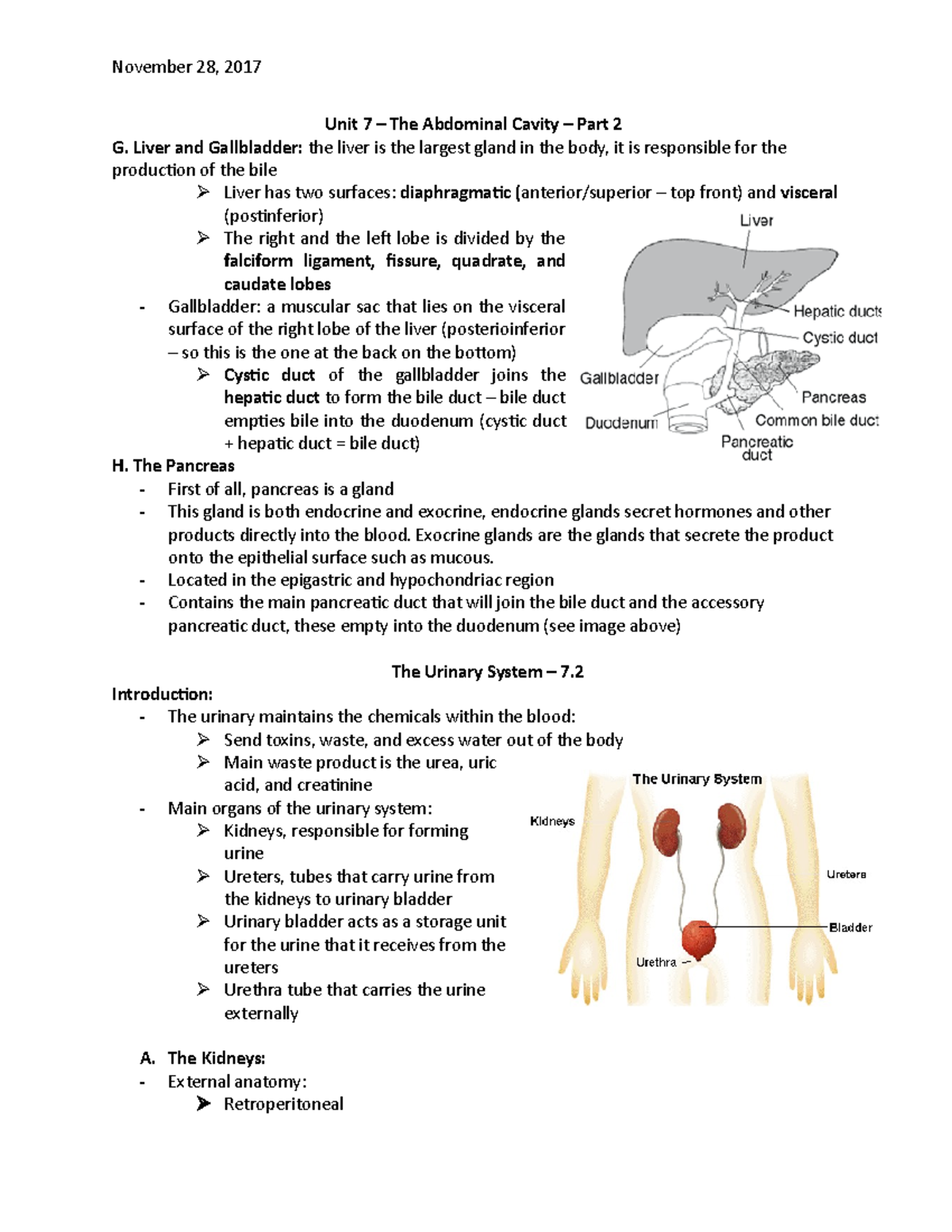 BIOL 301 - unit 7 review 2 - abdominopelvic cavity - November 28, 2017 ...