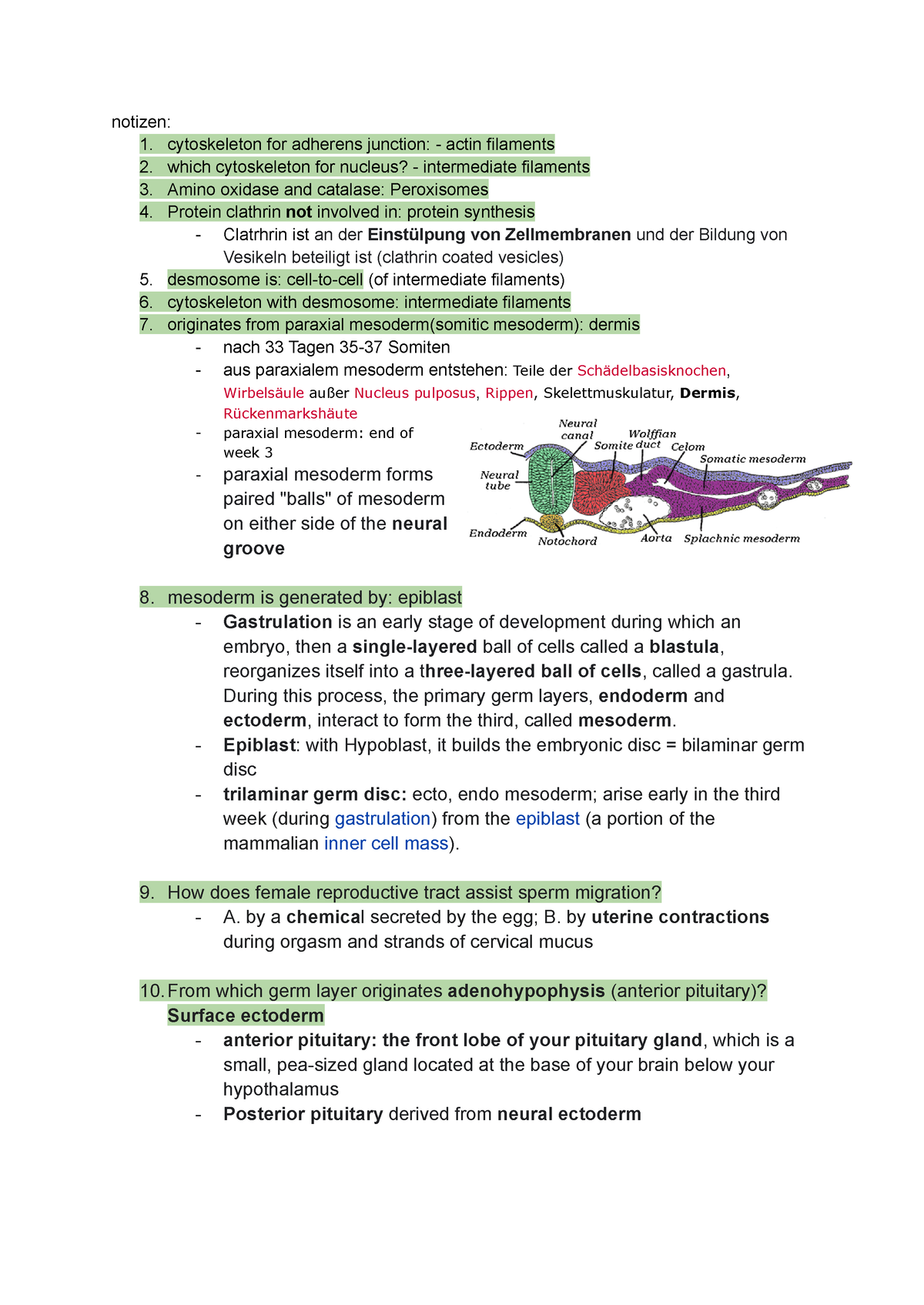 Chge notes - notizen: 1. cytoskeleton for adherens junction: - actin ...