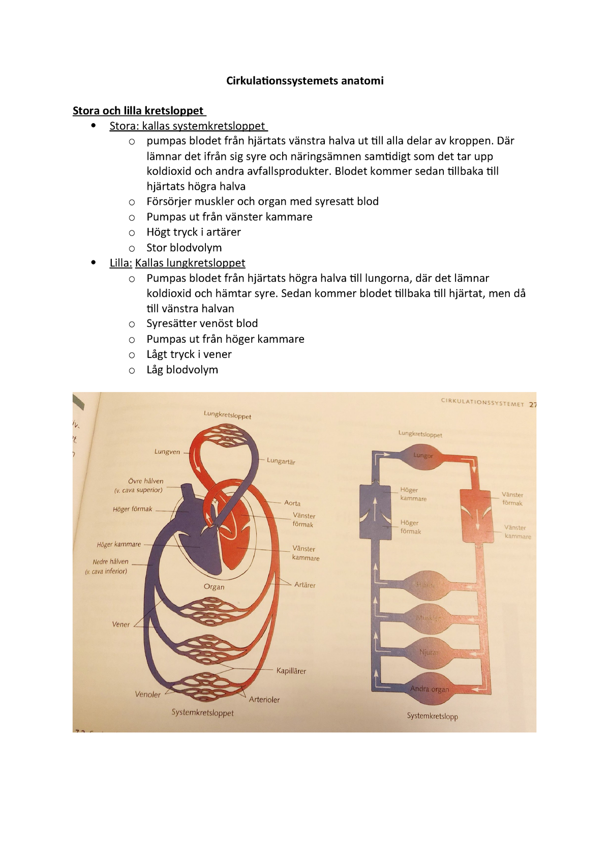 Cirkulationssystemets Anatomi - StuDocu
