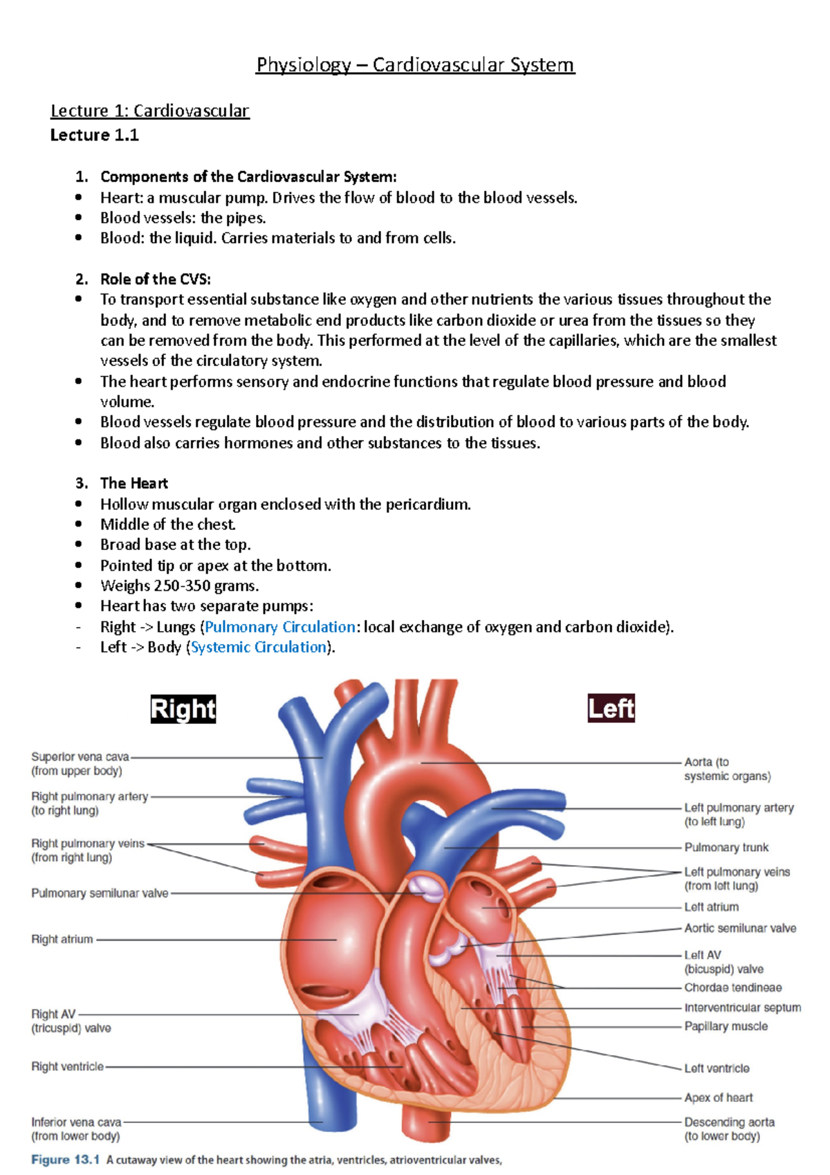 Physiology - CVS - CVS notes - Physiology – Cardiovascular System ...