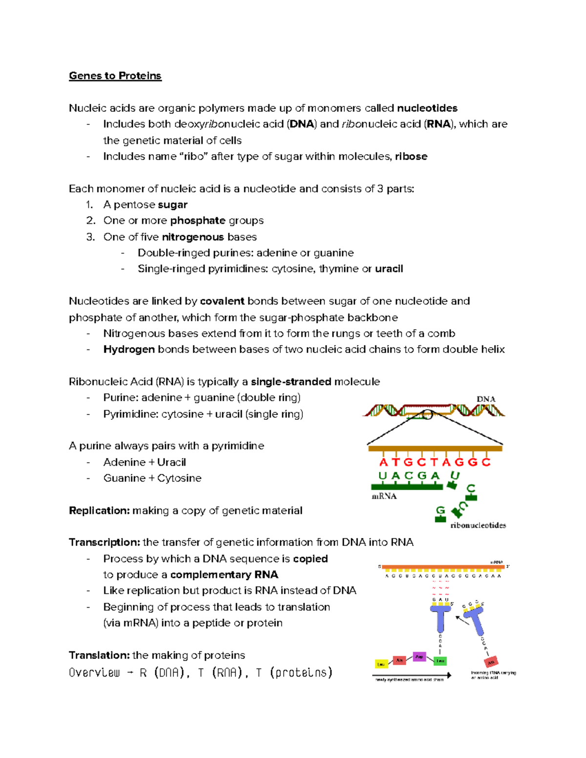 Genes to Proteins Genes to Proteins Nucleic acids are organic