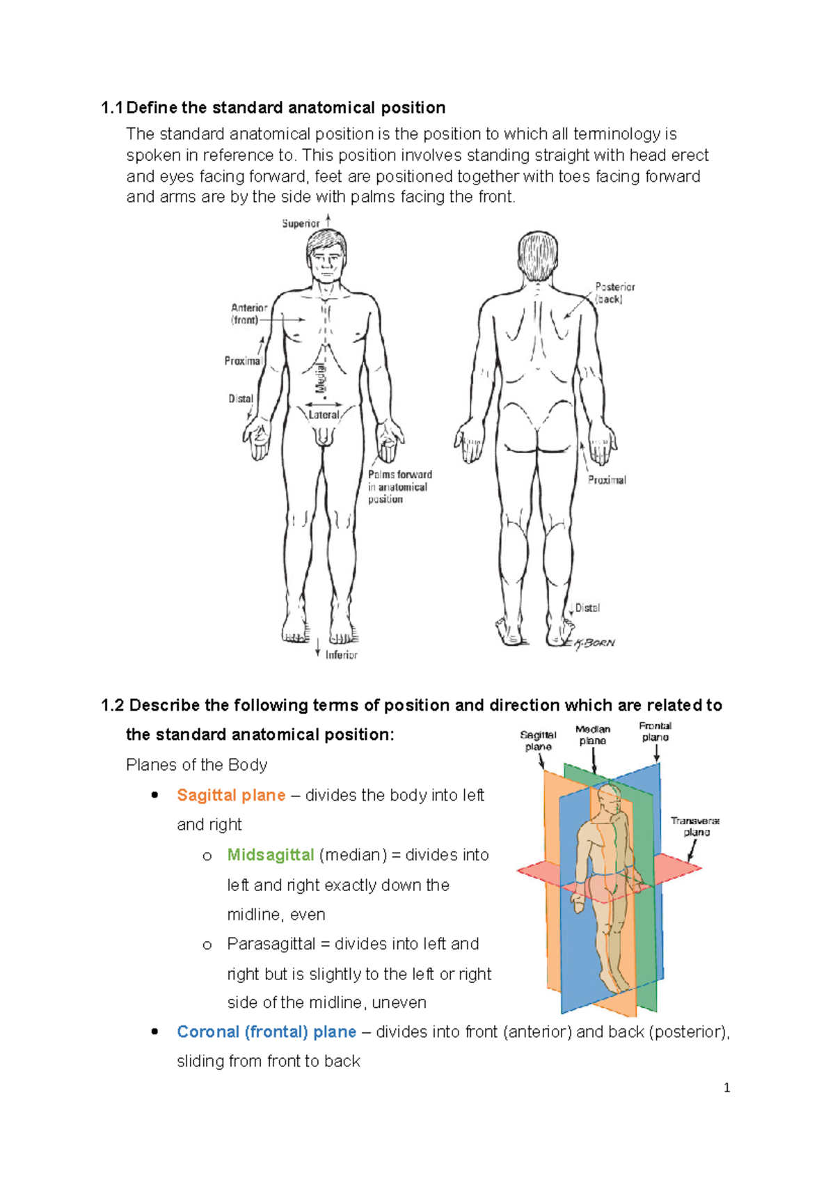 Basic Anatomical Terminology - 1 the standard anatomical position The ...