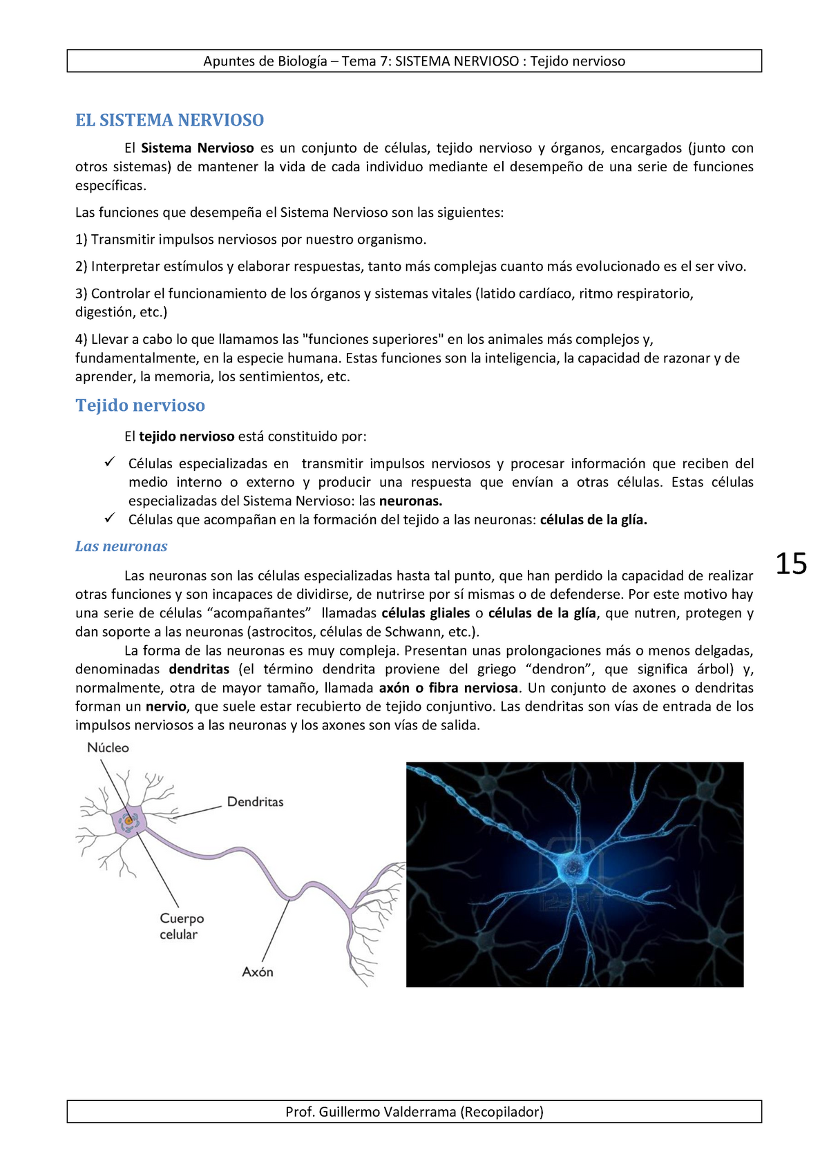 7 El Sistema Nervioso - Ayuda Para Biolo - 15 EL SISTEMA NERVIOSO El ...