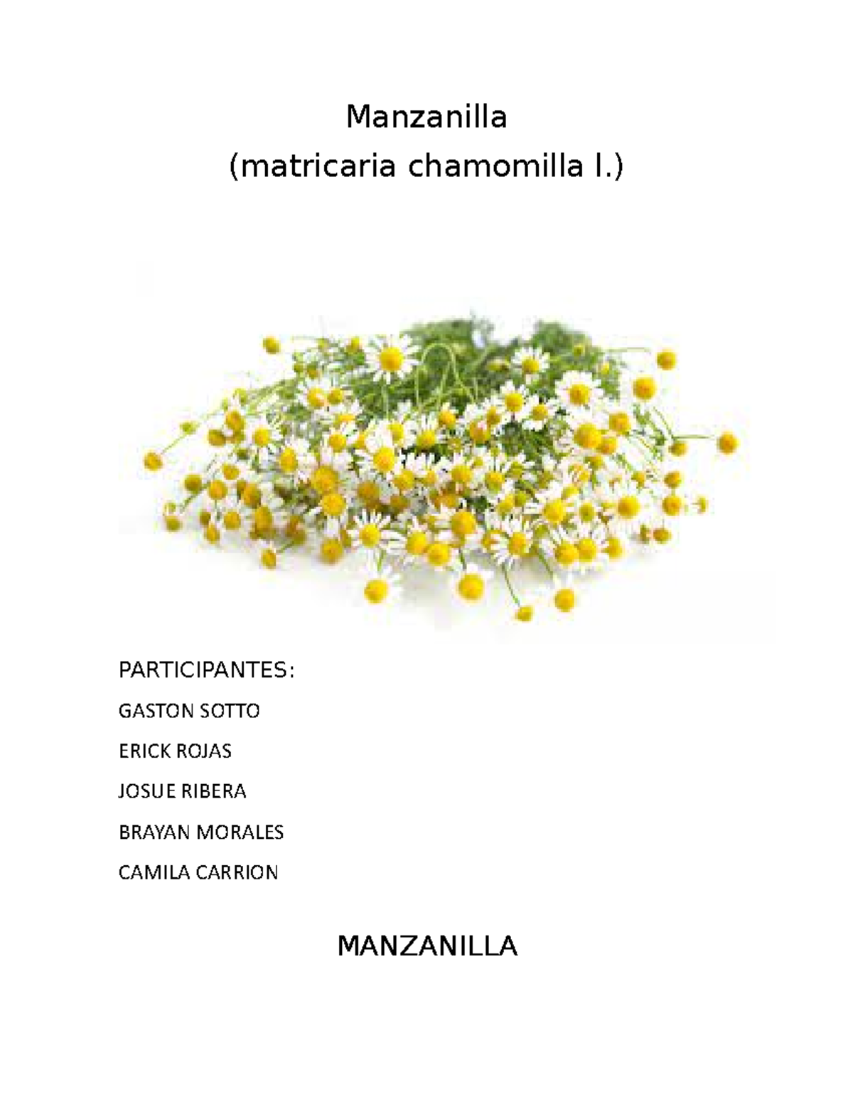 Mandoc - muy bien - Manzanilla (matricaria chamomilla l.) PARTICIPANTES ...