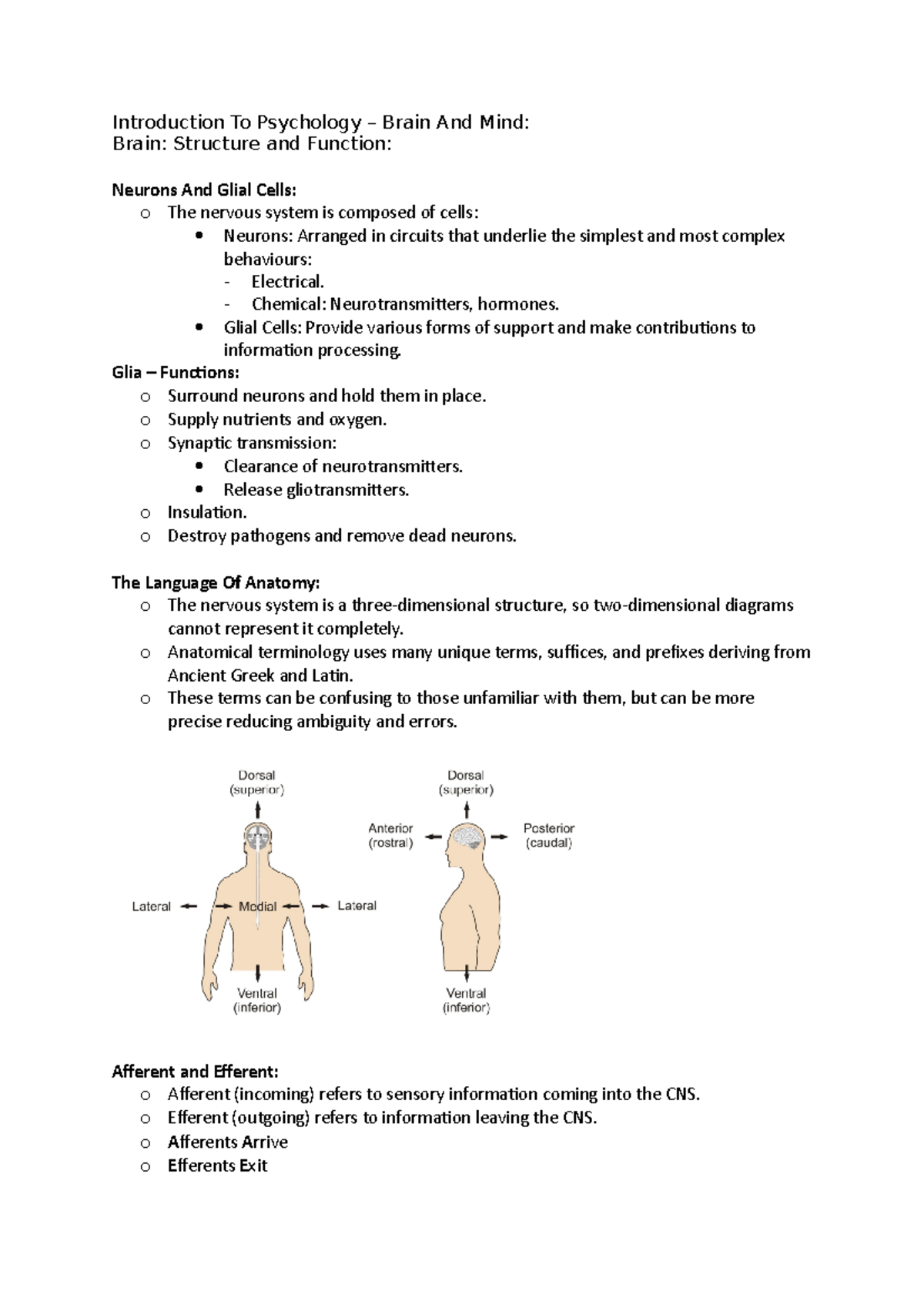 Brain Structure And Function Introduction To Psychology Brain And Brain Structure And Function Introduction To Psychology Brain And