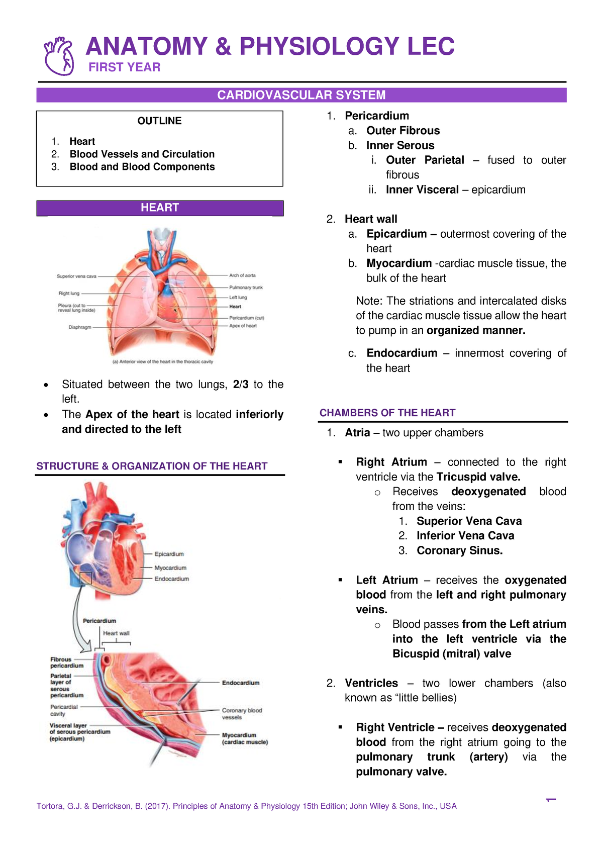 M2. Cardiovascular System - FIRST YEAR CARDIOVASCULAR SYSTEM HEART ...