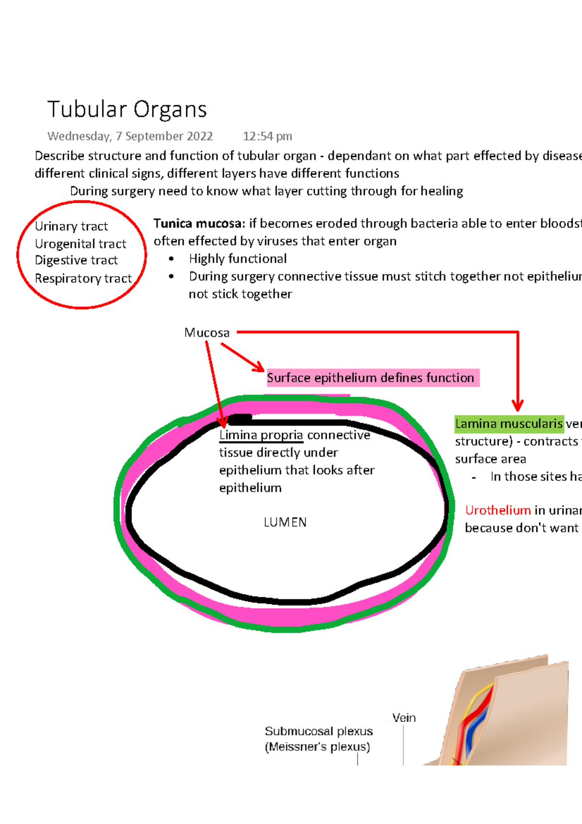 Tubular Organs Describe structure and function of tubular organ
