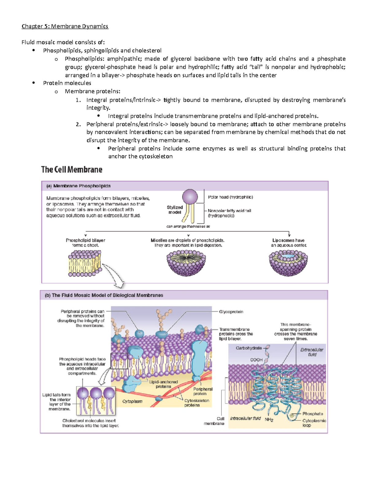 General Physiology Chapter 5 completed - Chapter 5: Membrane Dynamics ...