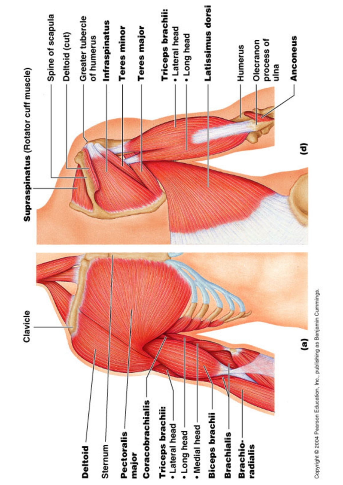 Upper Body Muscles Labelled - Studocu
