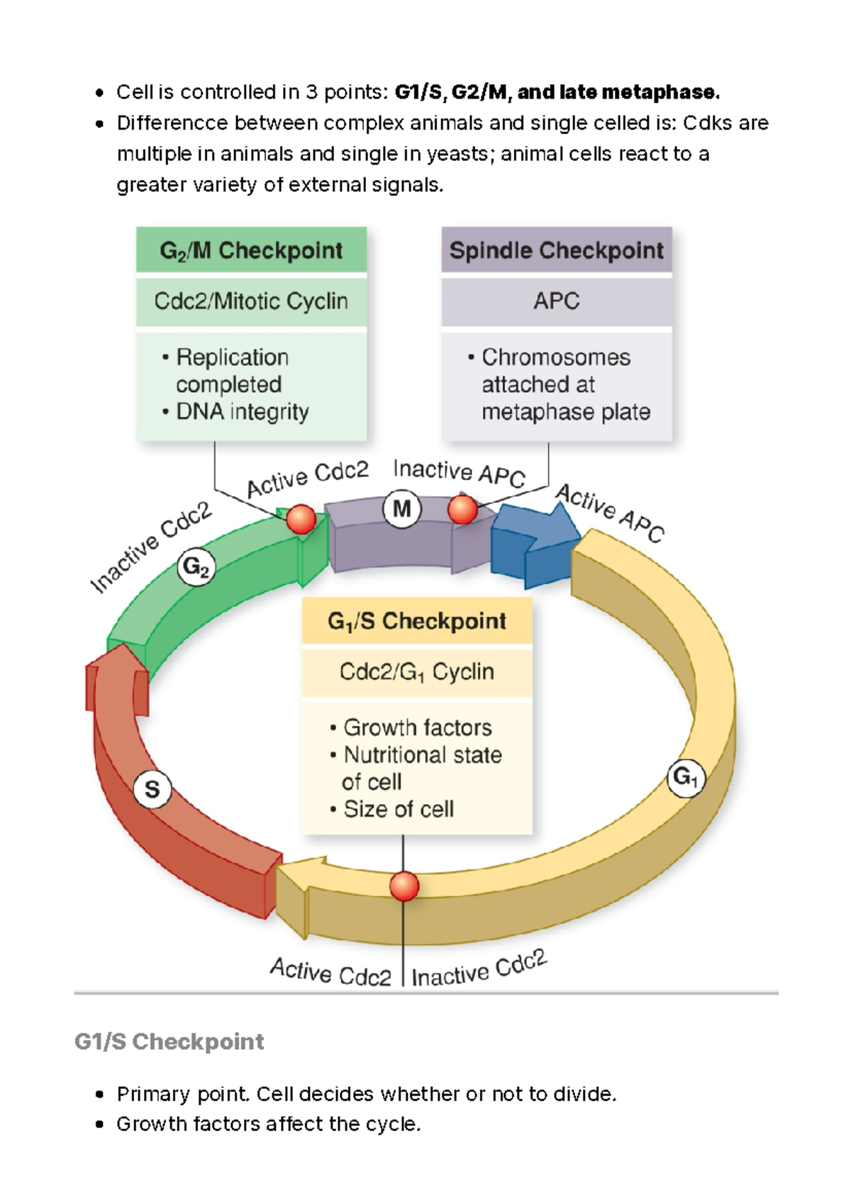 10 Cell Cycle Checkpoints Cell is controlled in 3 points G1/S, G2/M