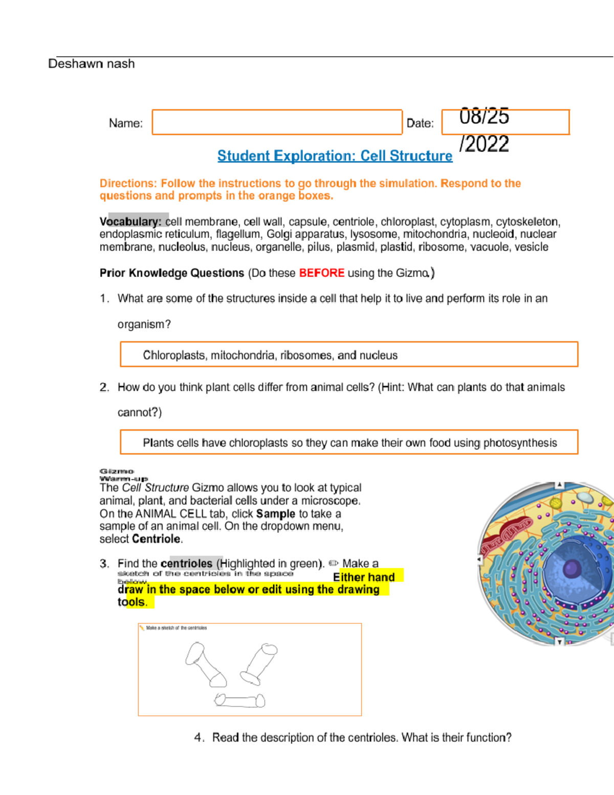 Student Exploration Cell Structure completed - Studocu