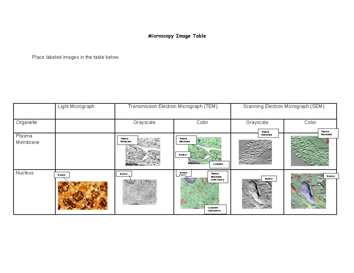 Microscopy Image Table - Microscopy Image Table Place labeled images in ...