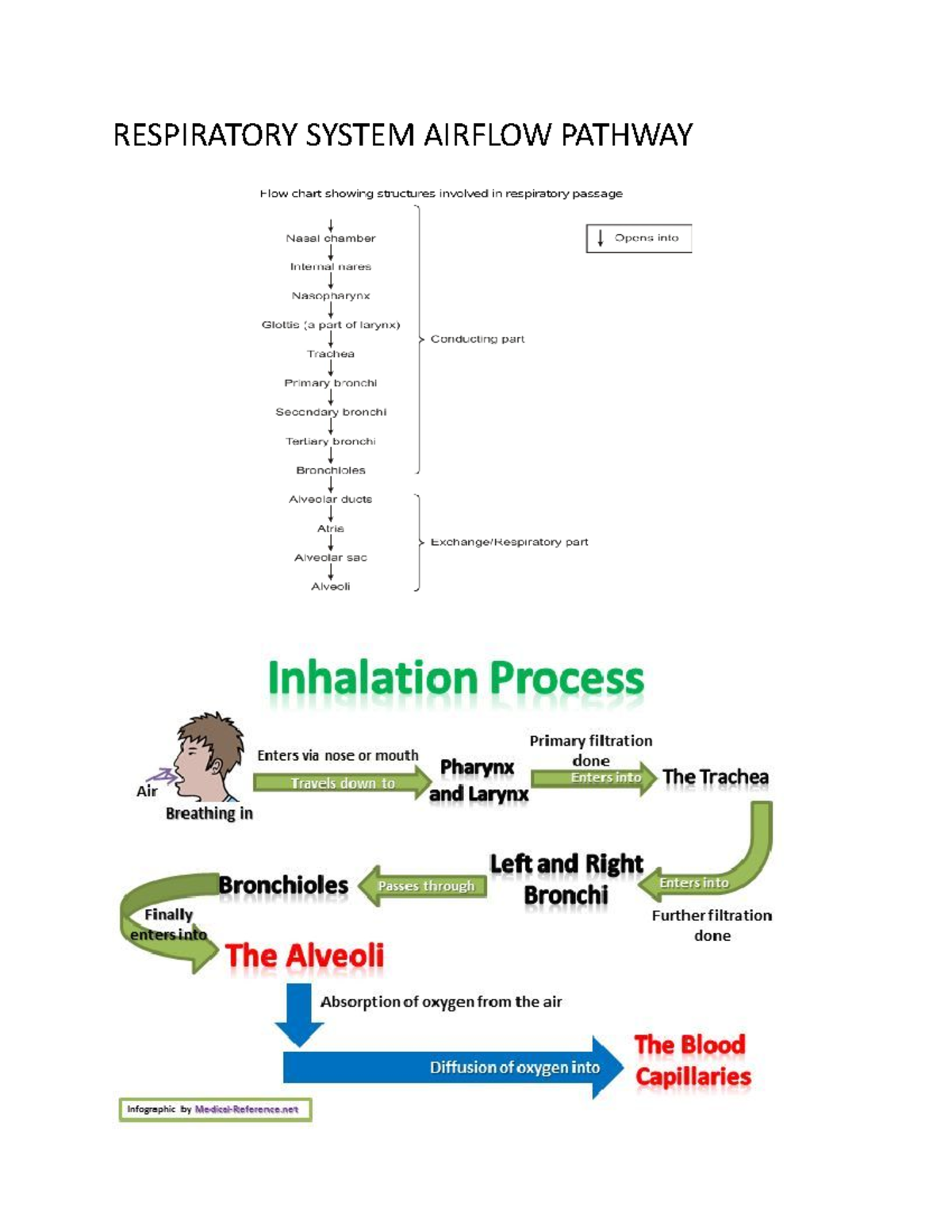 Altered Ventilatory Function RESPIRATORY SYSTEM AIRFLOW PATHWAY