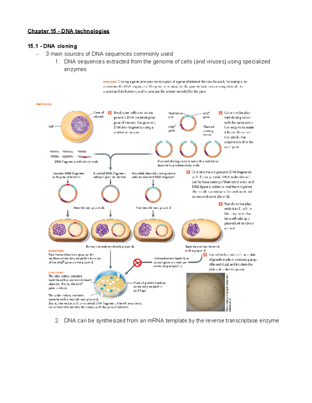 Cycle 10 - Chapter 15 - DNA technologies 15 - DNA cloning - 3 main ...