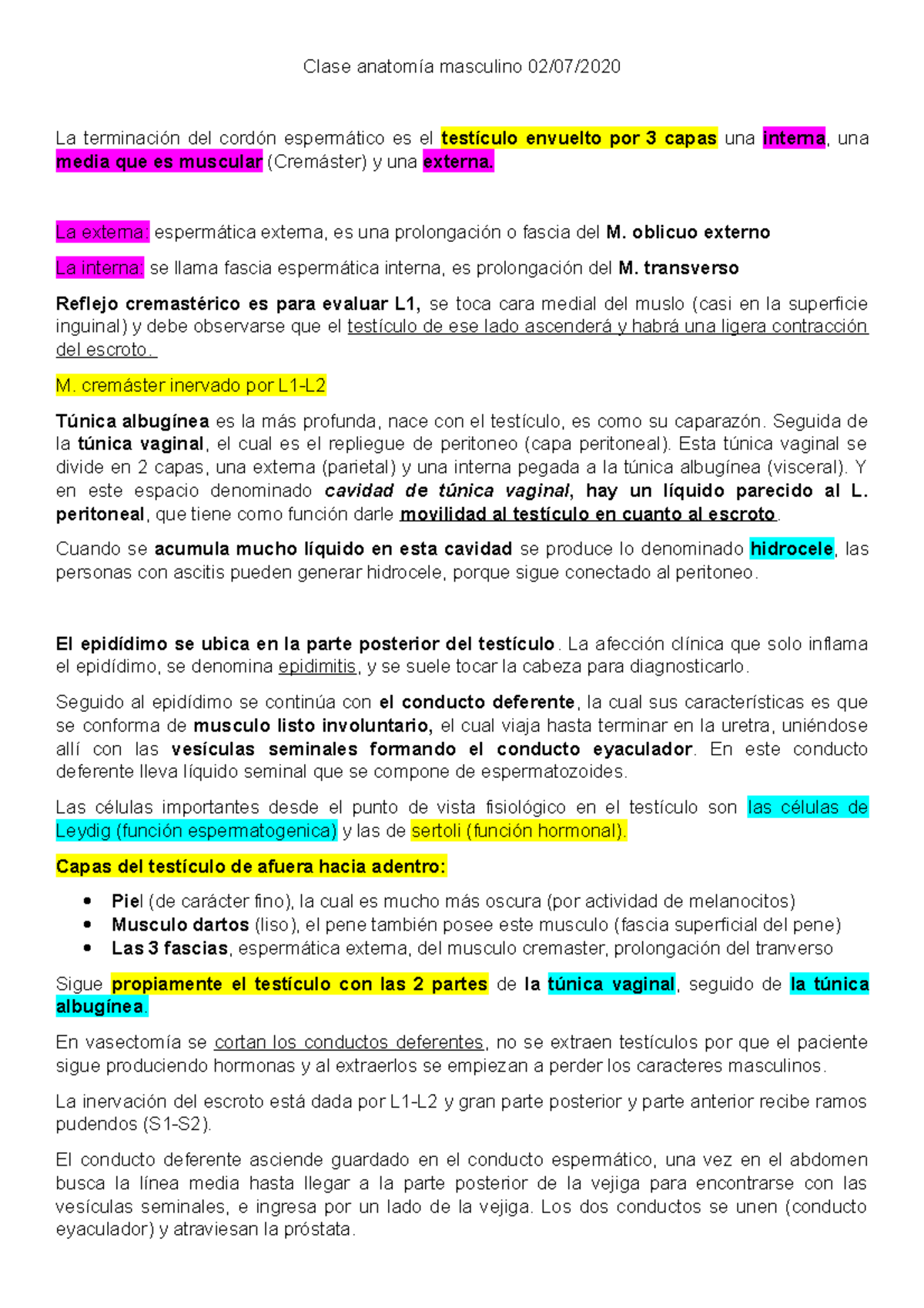 Clase 02 anatomía masculino - Clase anatomía masculino 02/07/ La ...