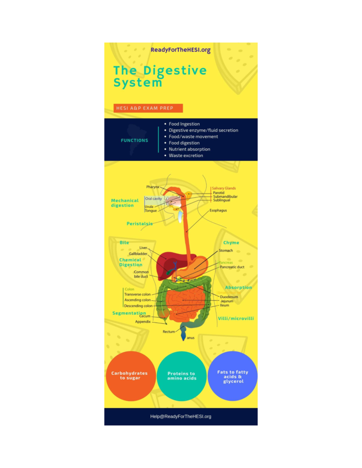 Anatomy and physiology cram cards - PHM226 - \ - Studocu