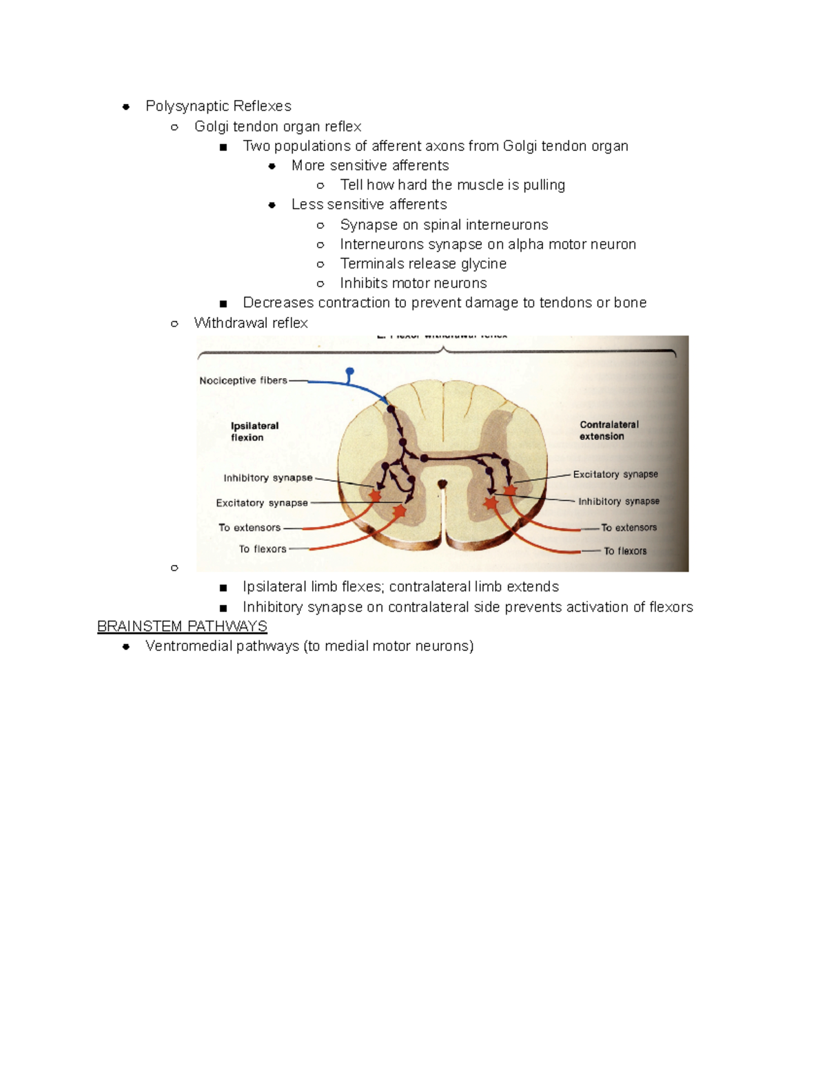 BBB Chapter 10 Notes Part 5 - Polysynaptic Reflexes Golgi tendon organ ...
