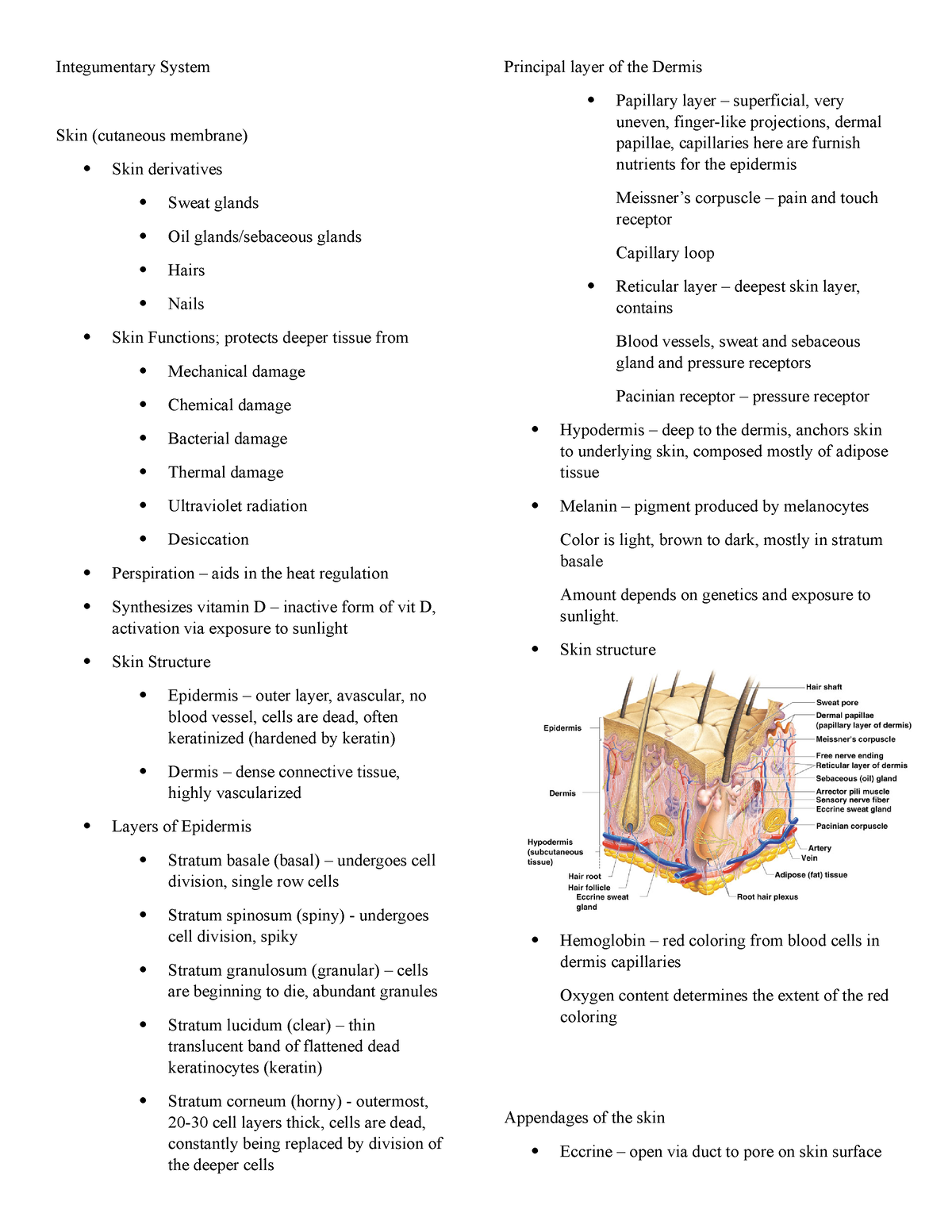 Integumentary System review - Integumentary System Skin (cutaneous ...