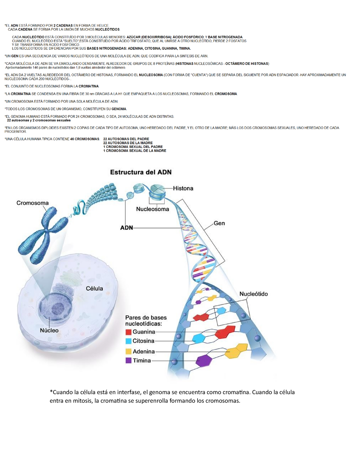 monigote de nieve Exactitud Irradiar Estructura del ADN, Histonas, Cromatina - *Cuando la célula está en  interfase, el genoma se - Studocu