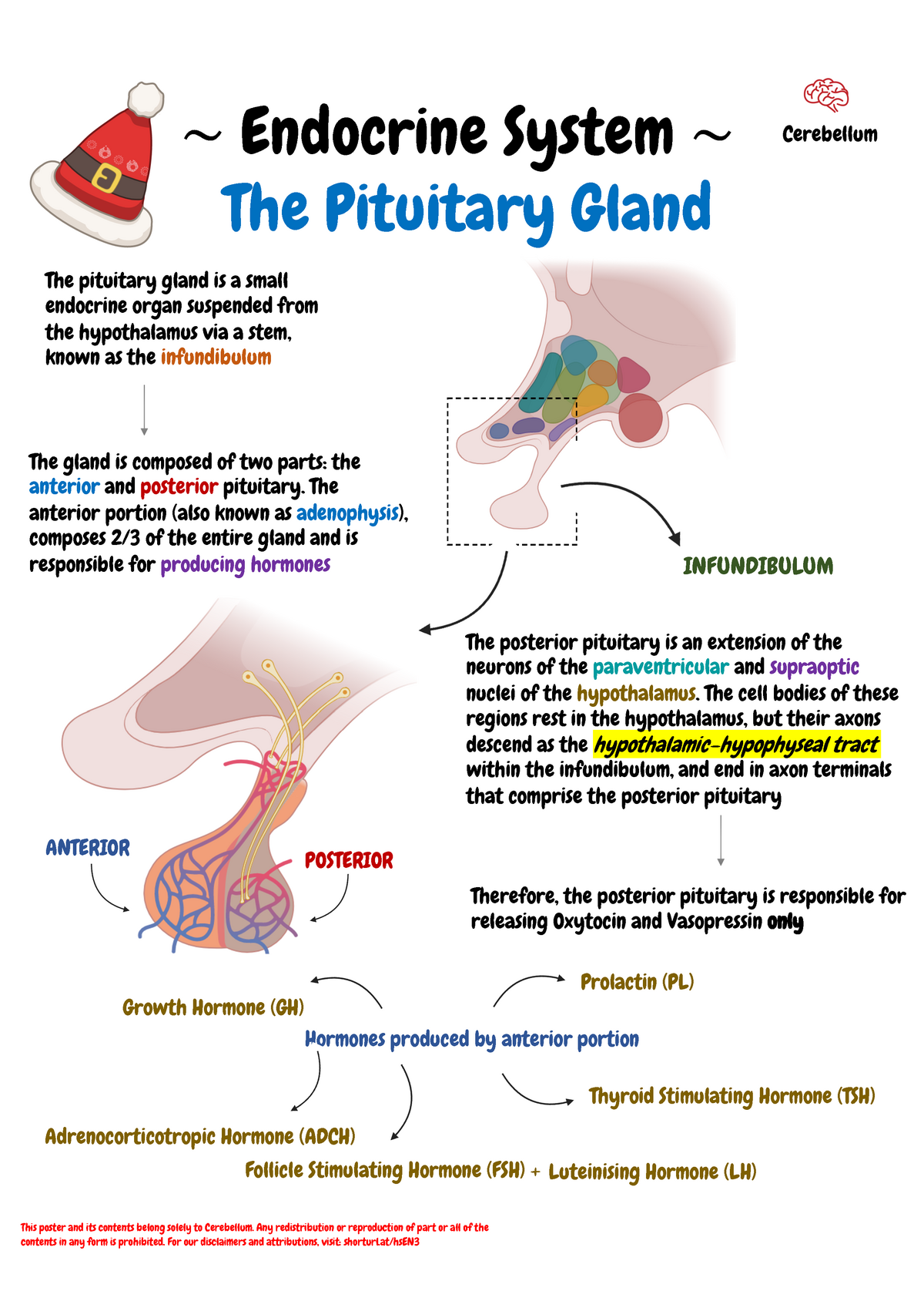 Endocrinology 4 Pituitary Gland - ~ Endocrine System ~ The Pituitary ...