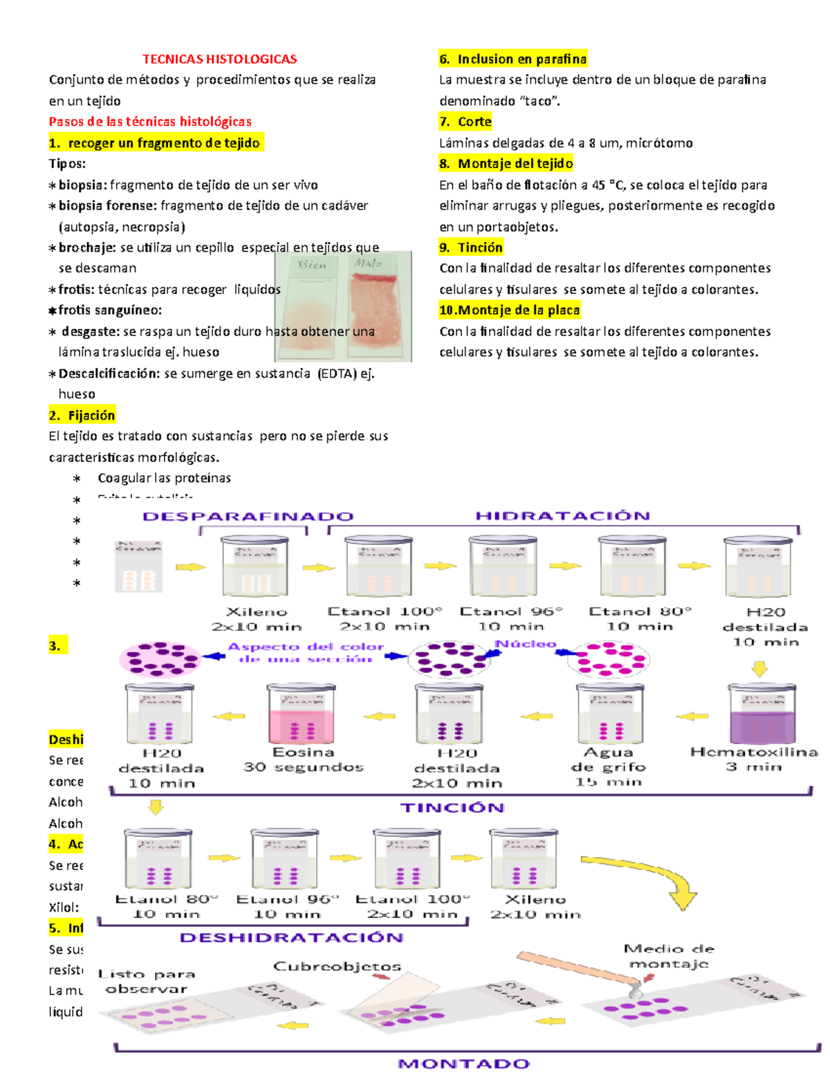 Técnicas Histológicas: Métodos Y Procedimientos De Tinción - TECNICAS ...