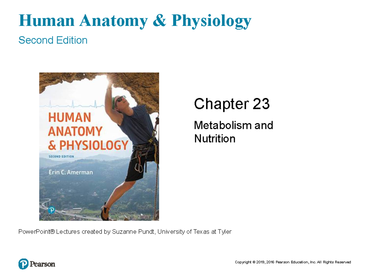 Metabolism - Notes - Human Anatomy & Physiology Second Edition ...