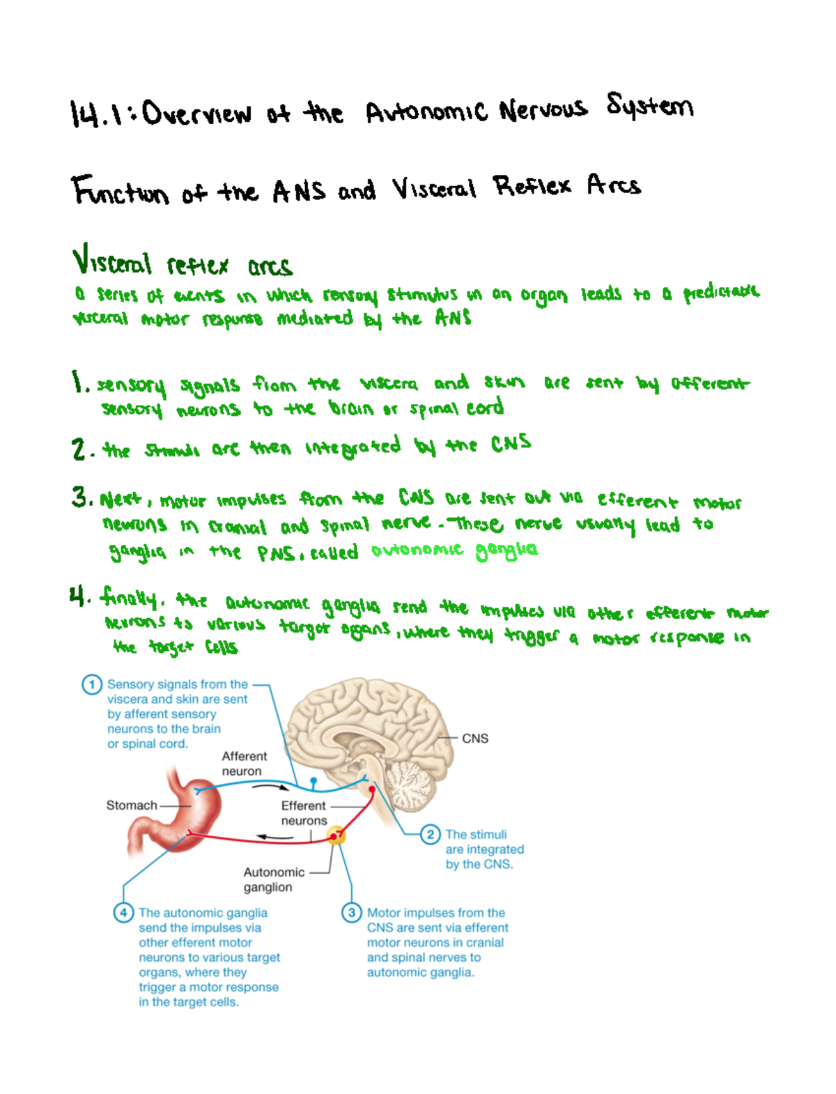 Chapter 14 - The Autonomic Nervous System and Homeostasis - 4 1 ...