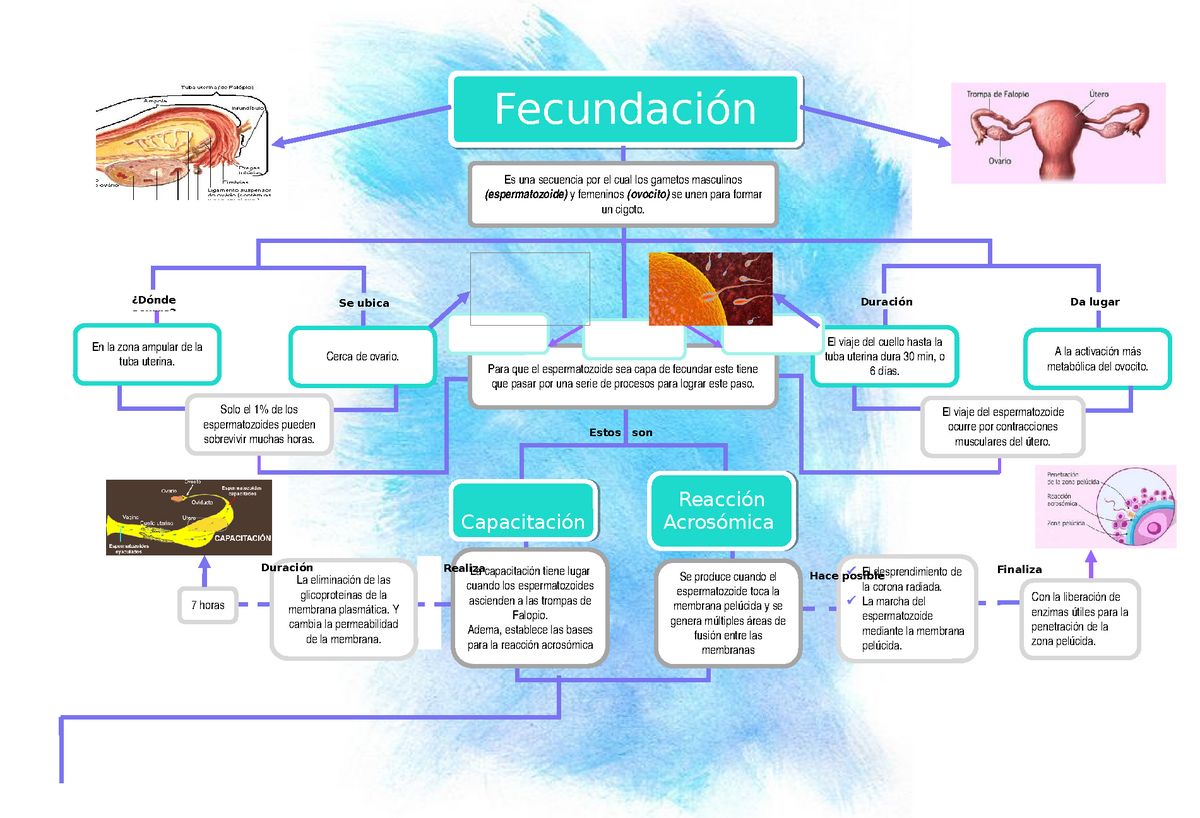 MAPA Conceptual - Fecundacion fases del desarrollo - Fecundación Para que  el espermatozoide sea capa - Studocu