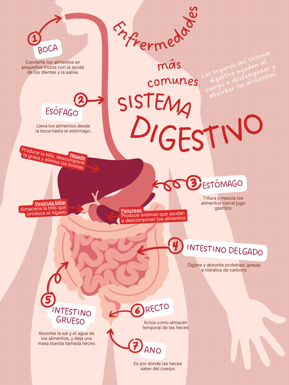 Sistema Digestivo y Algunas Patologías - BOCA ESÓFAGO ESTÓMAGO ...