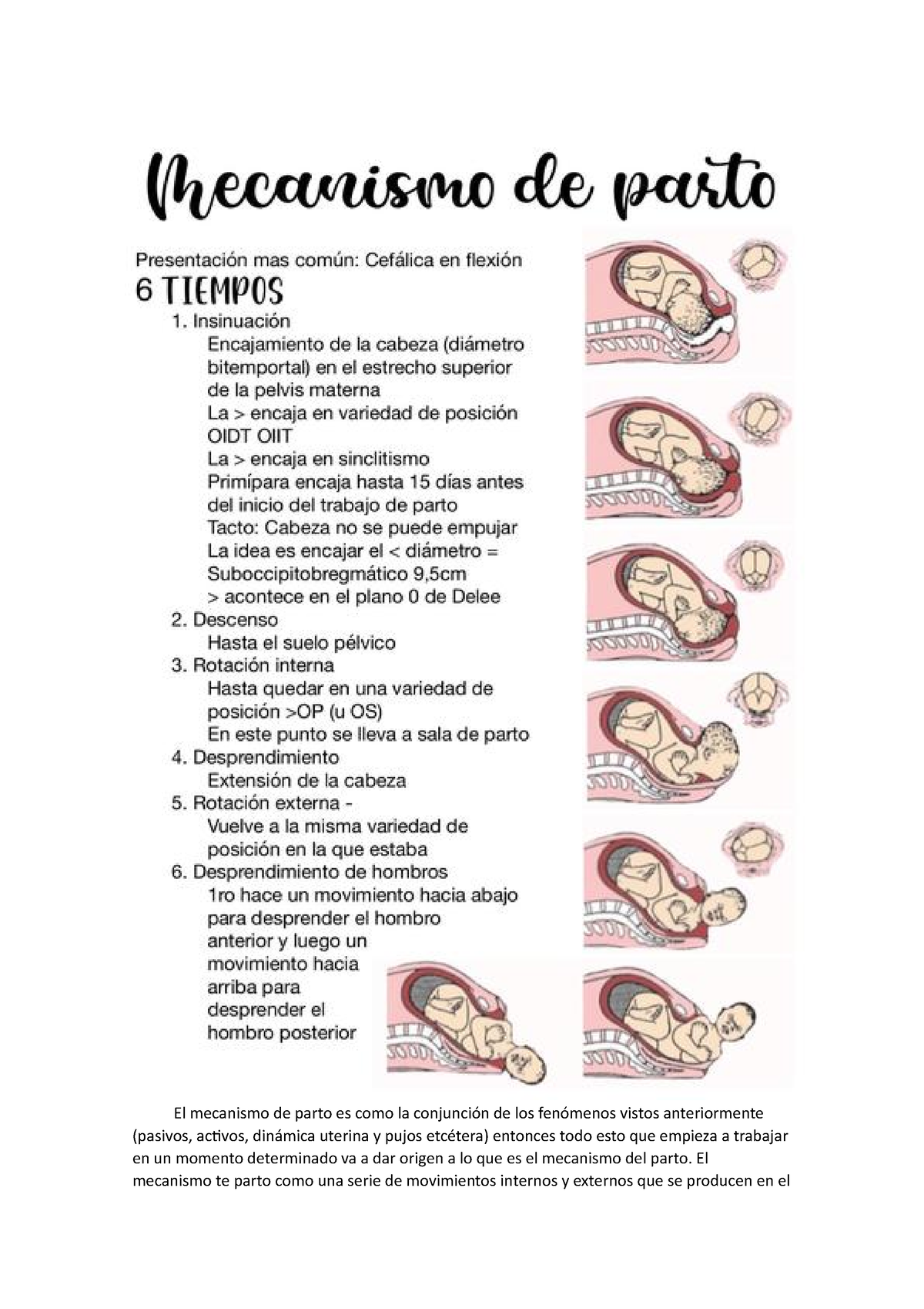 Mecanismo De Parto El Mecanismo Te Parto Como Una Serie De Movimientos Internos Y Externos Que 