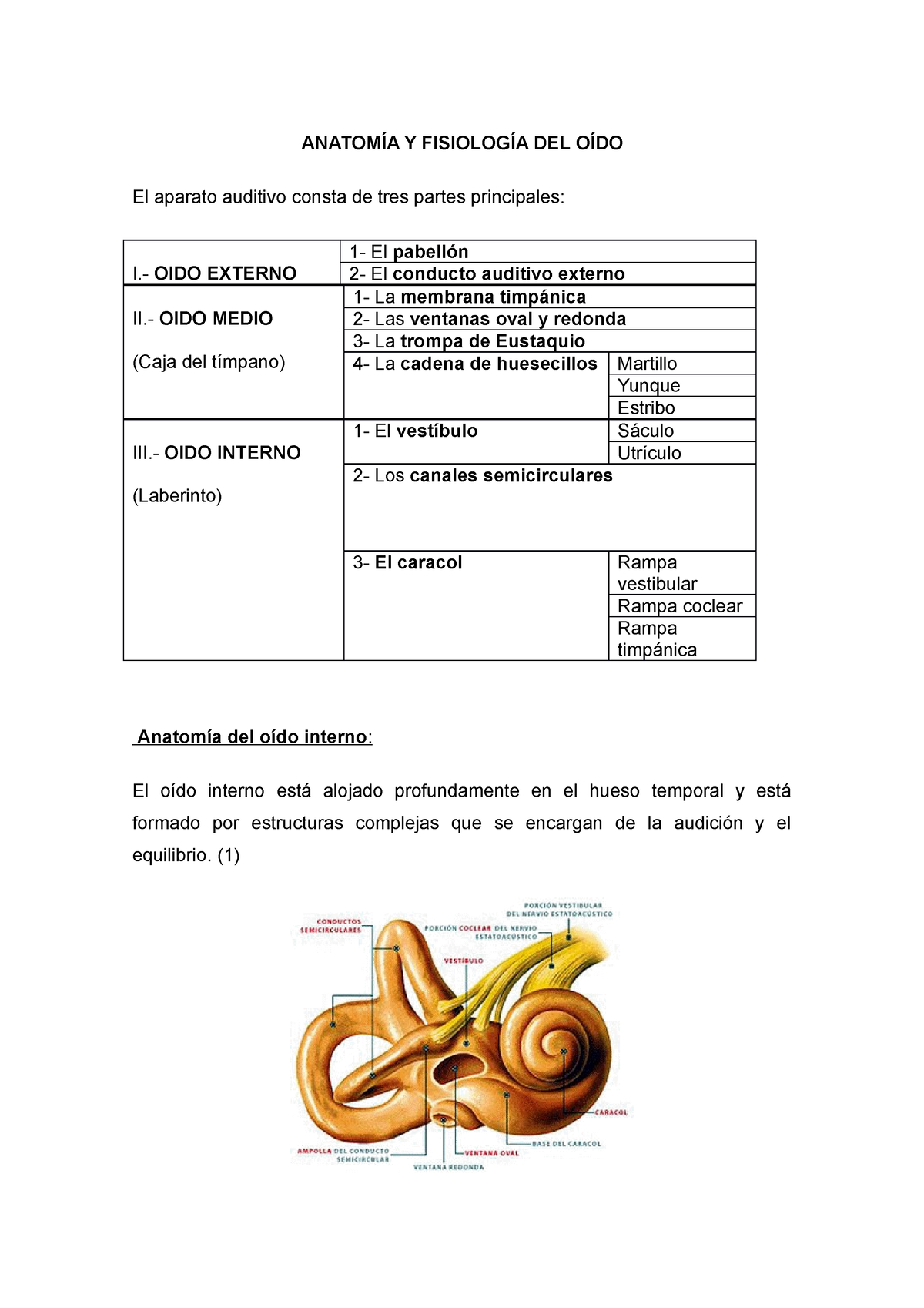 Anatomía Y Fisiología Del OÍdo AnatomÍa Y FisiologÍa Del OÍdo El Aparato Auditivo Consta De 7610