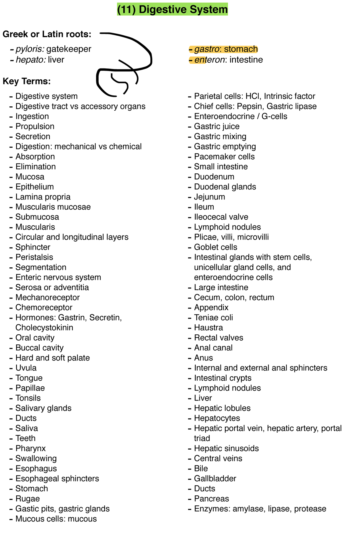 11-digestive-system-s20-11-digestive-system-greek-or-latin-roots