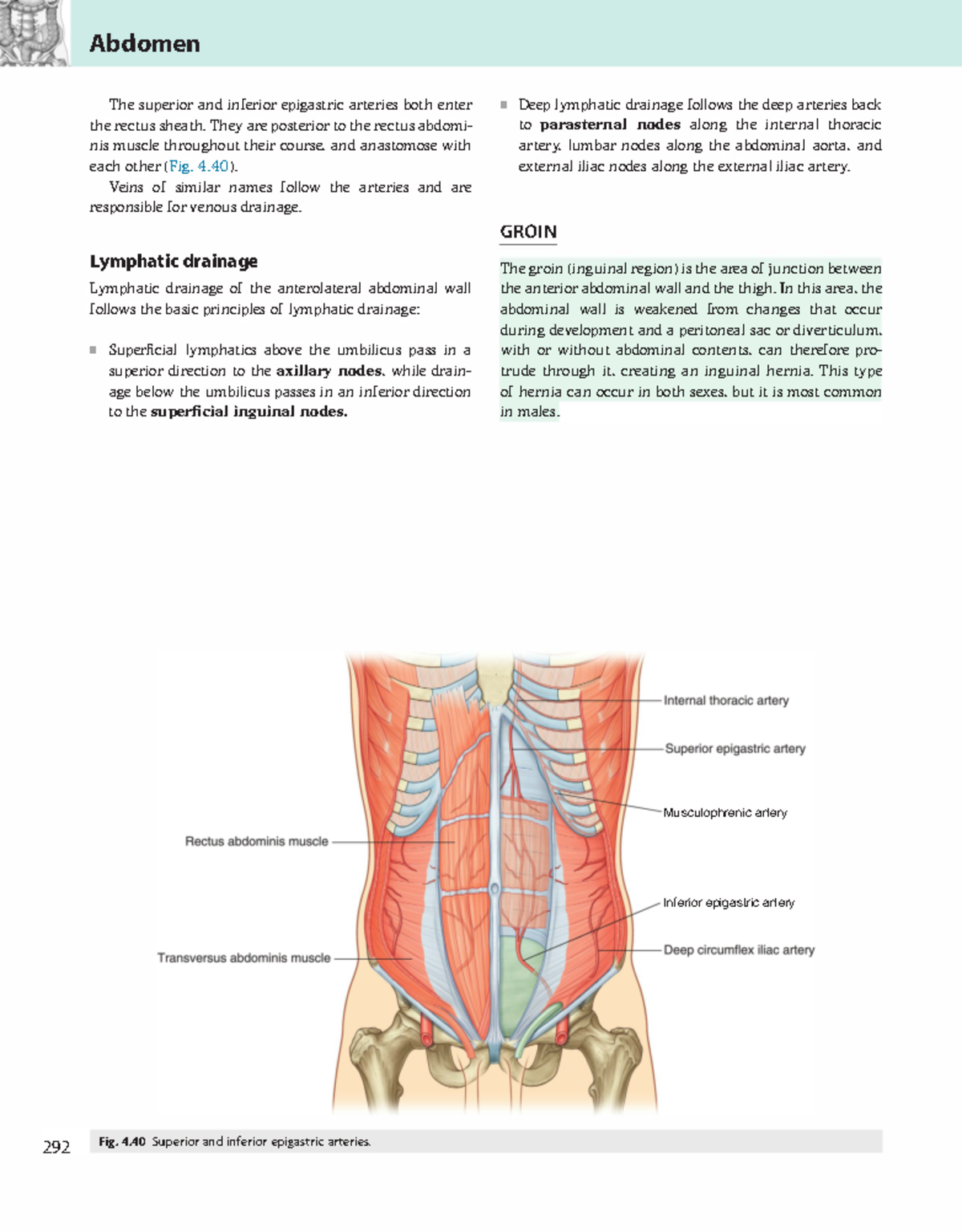 Gray's Anatomy for Students (dragged) - Abdomen The superior and ...