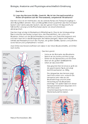 Anatomie der Längsachse