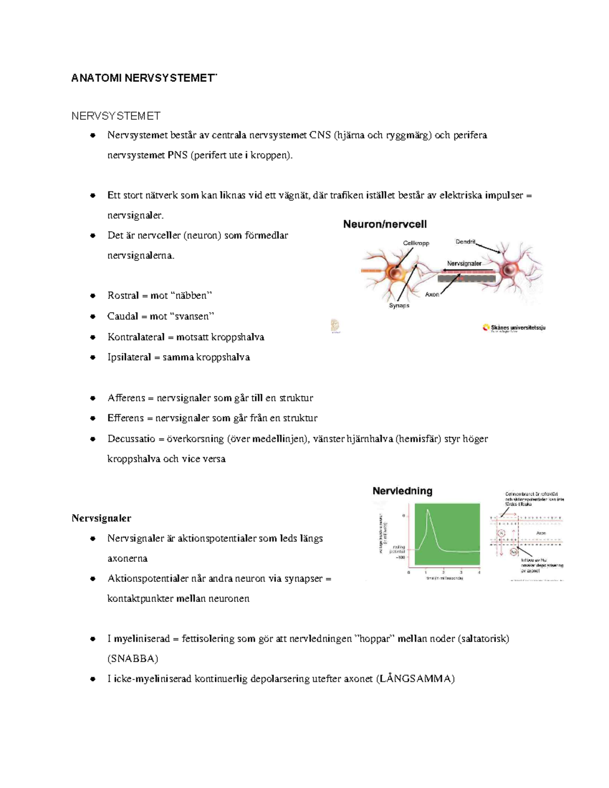 Anatomi Nervsystemet¨ - ANATOMI NERVSYSTEMET ̈ NERVSYSTEMET ...