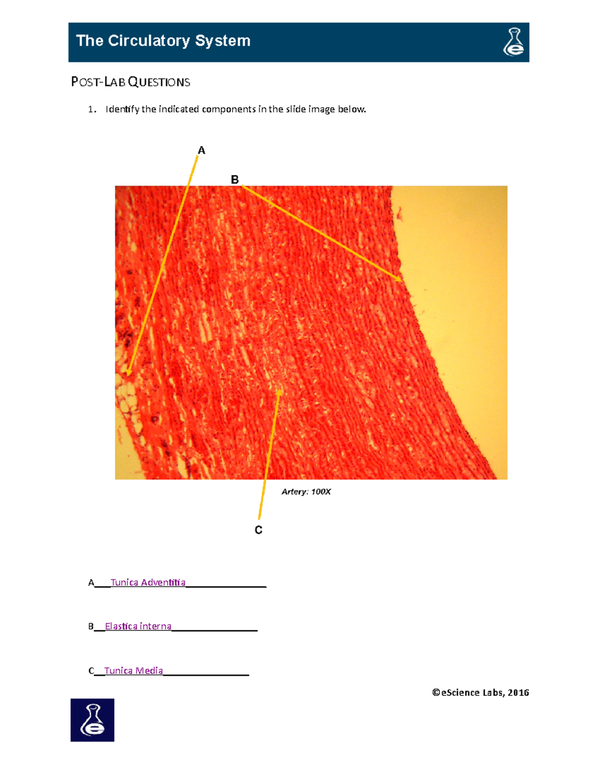 Anatomy and Physiology 2 Circulatory System POSTLAB QUESTIONS