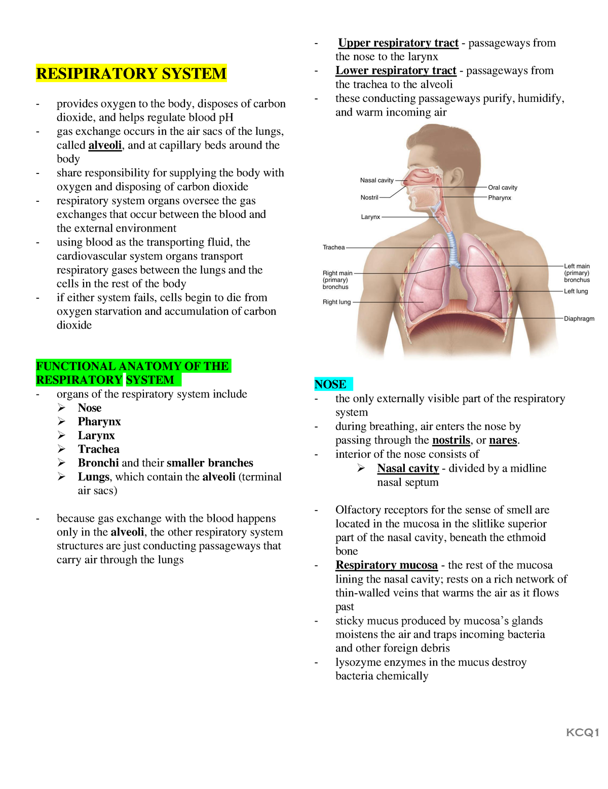 Respiratory-System - None - RESIPIRATORY SYSTEM provides oxygen to the ...