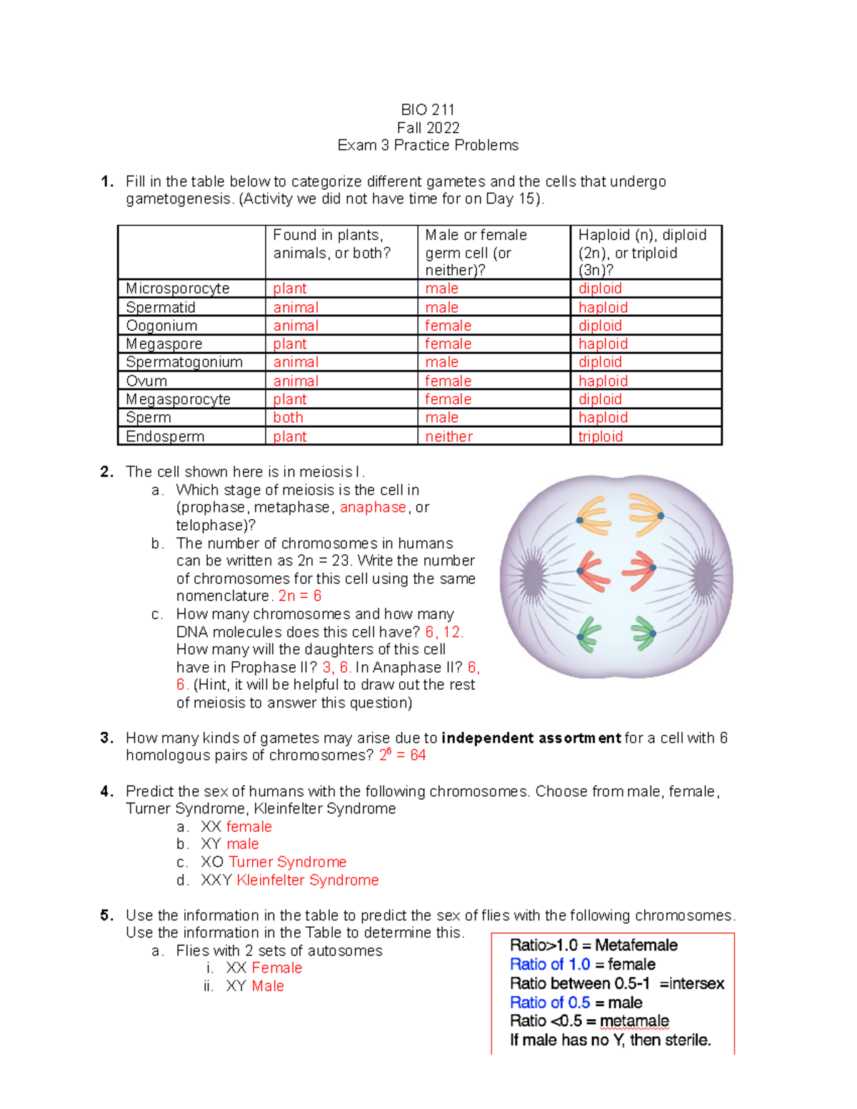 BIO 211 Fall 2022 Exam 3 Practice Problems and Gametogenesis - Studocu